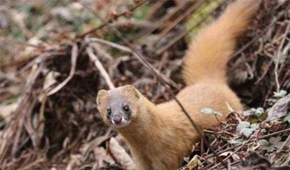 Vi sao nguoi xua khuyen khong giet chon du rat ghet?