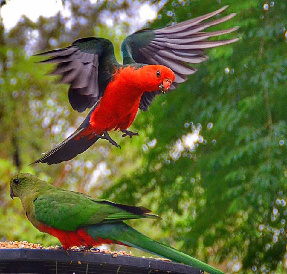  7. Sự sáng tạo trong việc tạo ra âm thanh. Vẹt có thể sáng tạo ra âm thanh mới và kết hợp chúng một cách ngẫu hứng, thể hiện khả năng sáng tạo và thích nghi trong giao tiếp. Ảnh: Pinterest.