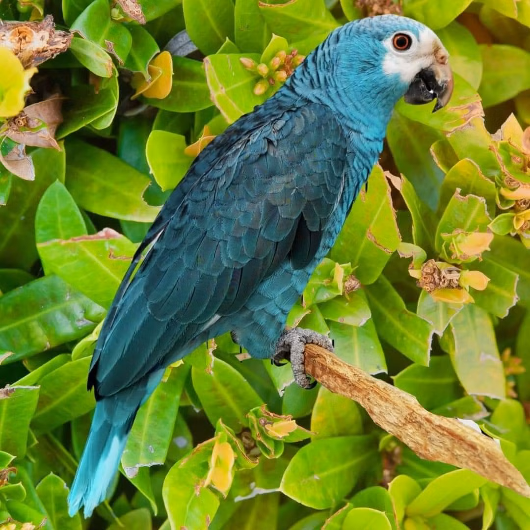  8. Khả năng nhận thức về bản thân. Nghiên cứu cho thấy vẹt có thể nhận ra chính mình trong gương, một dấu hiệu của sự tự nhận thức, điều mà không phải loài động vật nào cũng có được. Ảnh: Pinterest.