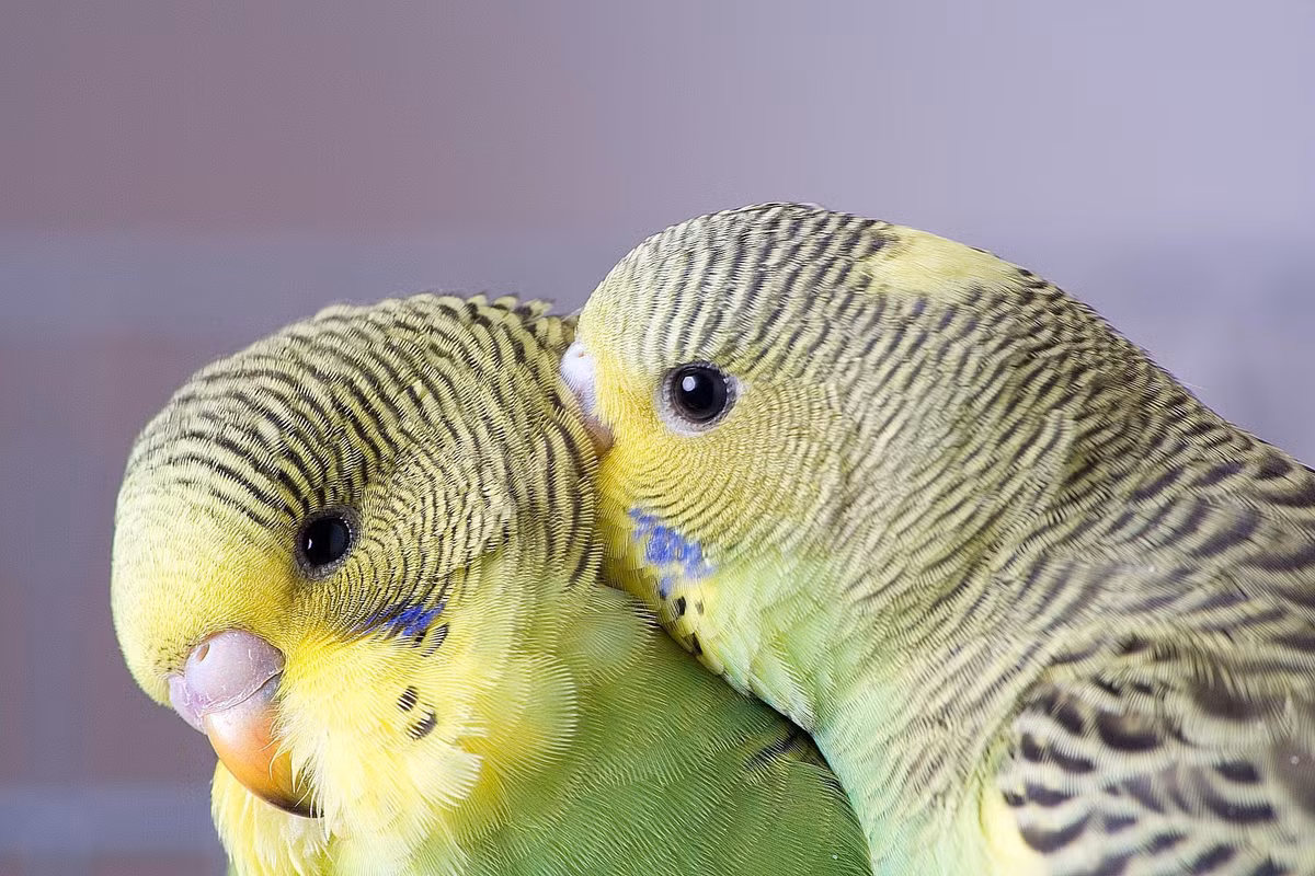  15. Khả năng thể hiện cảm xúc và giao tiếp phi ngôn ngữ. Vẹt có khả năng thể hiện cảm xúc như vui mừng, lo âu, hay tức giận thông qua giọng nói, ngôn ngữ cơ thể và các biểu cảm trên khuôn mặt, cho thấy sự tinh tế trong giao tiếp phi ngôn ngữ. Ảnh: Pinterest.