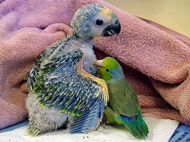  4. Trí nhớ tốt. Vẹt có trí nhớ rất tốt và có thể nhớ các sự kiện hoặc đối tượng trong thời gian dài. Điều này giúp chúng tìm ra thức ăn hoặc nhận diện bạn bè và kẻ thù. Ảnh: Pinterest.