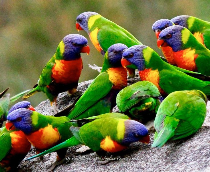  3. Khả năng sử dụng công cụ. Một số loài vẹt, như vẹt New Caledonian, được biết đến với khả năng sử dụng công cụ trong tự nhiên. Chúng có thể sử dụng cành cây, lá, hoặc các vật liệu khác để làm công cụ giúp lấy thức ăn. Ảnh: Pinterest.