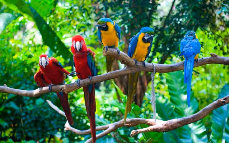  9. Khả năng giải quyết xung đột trong nhóm. Vẹt là loài chim xã hội và có thể giải quyết các xung đột trong đàn thông qua việc giao tiếp và sử dụng các chiến lược xã hội như thỏa thuận và hợp tác. Ảnh: Pinterest.