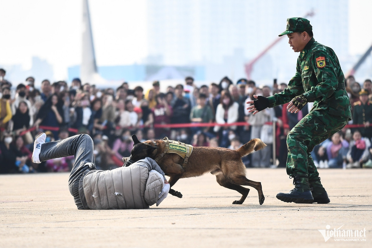 Trong tiết mục tấn công kẻ tình nghi, chú chó Jack hùng dũng lao vào đối tượng khiến khán giả xung quanh hò reo cổ vũ. Chỉ khi tội phạm nằm im dưới đất chịu trận, "chiến sĩ" này mới chịu nhả ra.