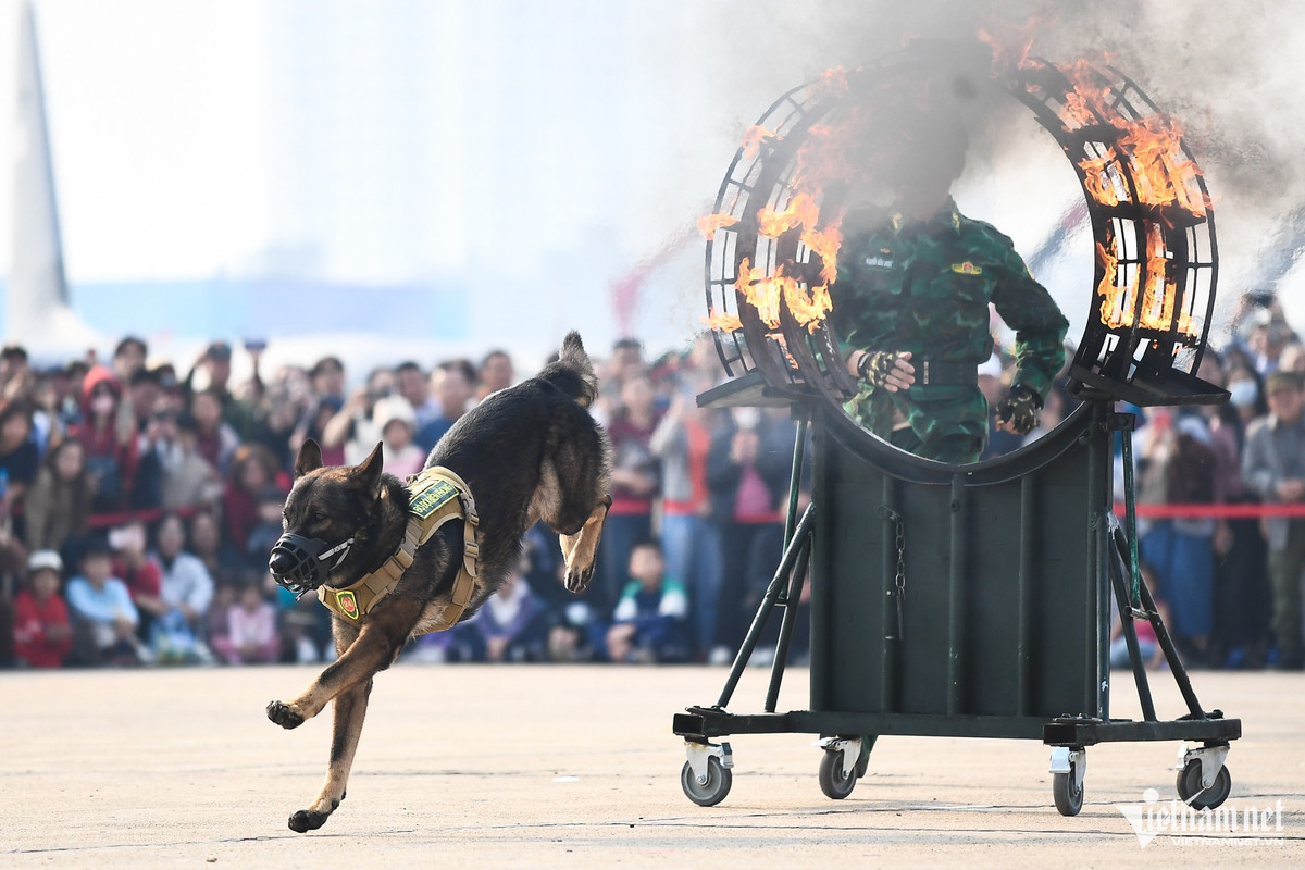 Dưới sự chỉ đạo của các Huấn luyện viên Biên phòng, quân khuyển thể hiện màn vượt vật cản, vòng lửa tốc độ, khéo léo, khiến nhiều khán giả phải trầm trồ.