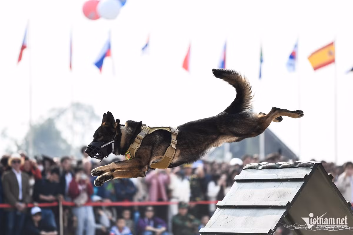 Quân khuyển Jack (3 tuổi) vượt chướng ngại vật hoàn thành xuất sắc phần biểu diễn.