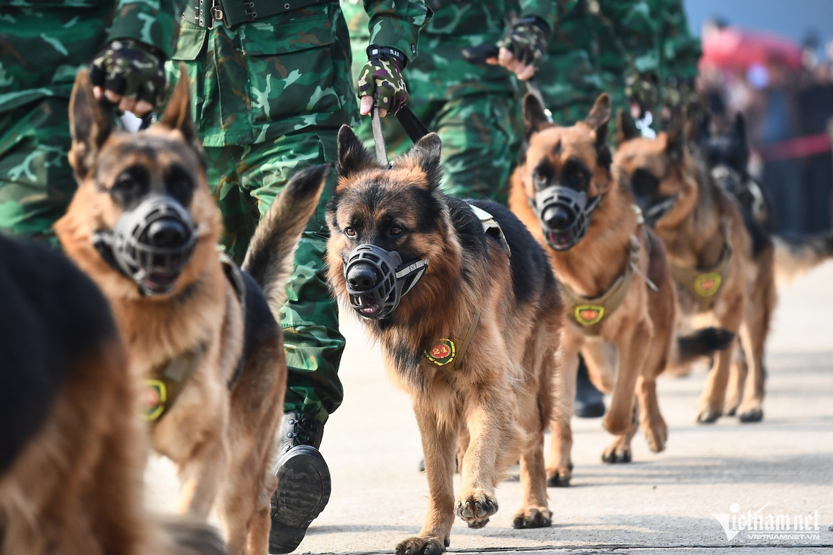 Dưới sự chỉ đạo của các Huấn luyện viên Biên phòng, quân khuyển thể hiện màn vượt vật cản, vòng lửa tốc độ, khéo léo, khiến nhiều khán giả phải trầm trồ.