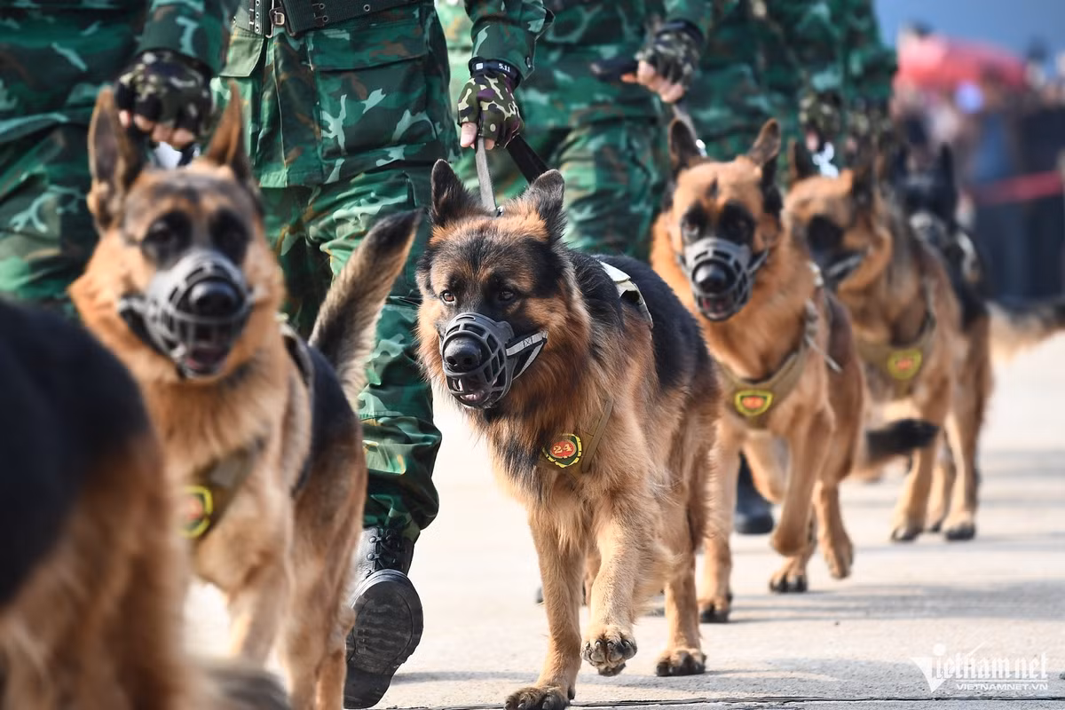 Dưới sự chỉ đạo của các Huấn luyện viên Biên phòng, quân khuyển thể hiện màn vượt vật cản, vòng lửa tốc độ, khéo léo, khiến nhiều khán giả phải trầm trồ.