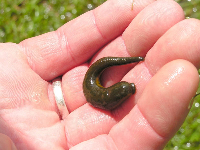  Khi nó cắn, hầu hết mọi người không biết đau, đôi khi họ nhìn thấy rất nhiều vết máu trên chân, hoặc những người khác sẽ quay đầu lại nhìn khi thấy vết máu trên chân. Những con đỉa đầy đặn và tròn trĩnh, đôi khi chúng còn bỏ chạy khi đã no. 