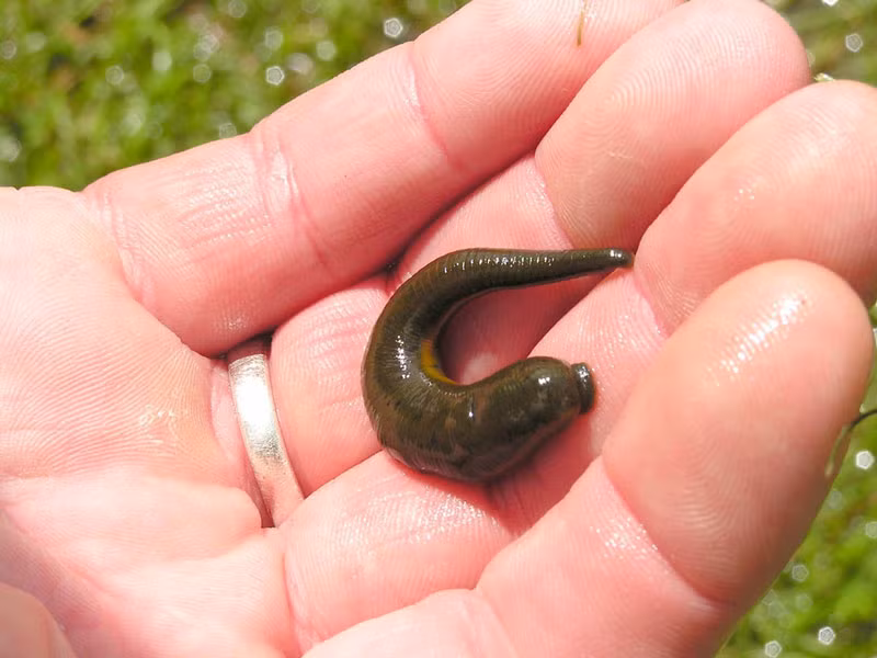  Khi nó cắn, hầu hết mọi người không biết đau, đôi khi họ nhìn thấy rất nhiều vết máu trên chân, hoặc những người khác sẽ quay đầu lại nhìn khi thấy vết máu trên chân. Những con đỉa đầy đặn và tròn trĩnh, đôi khi chúng còn bỏ chạy khi đã no. 