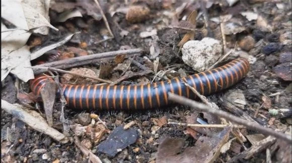  Con cuốn chiếu: Có rất nhiều loài động vật nhỏ như cuốn chiếu ở quê, chúng thích ẩn dưới gốc cây, tảng đá và cỏ dại trên những ngọn đồi ở vùng nông thôn. 