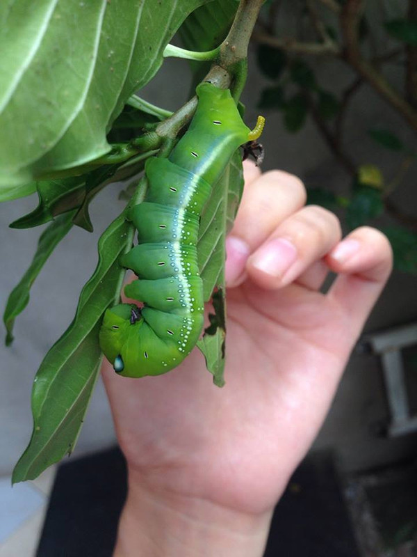  Trên thực tế, ở nông thôn có rất nhiều loài động vật nhỏ có độc, trong số 7 loài động vật nhỏ ở nông thôn được giới thiệu ở trên, bạn sợ con nào nhất? Hiện nay, những con vật nhỏ bé này ở nông thôn ngày càng ít đi, không biết chúng đã đi đâu, có phải do vấn đề thuốc trừ sâu, thuốc diệt cỏ hay do khí hậu, môi trường.