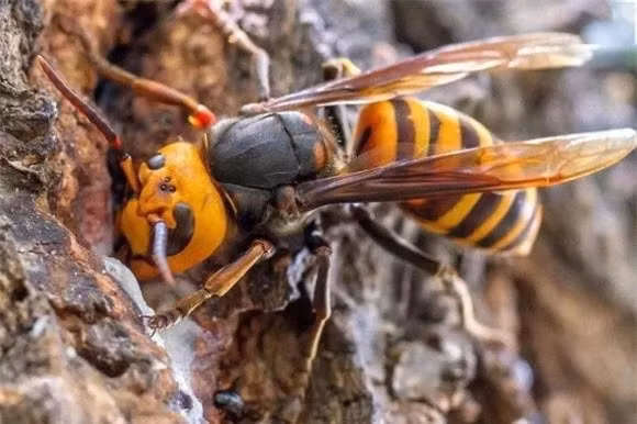  Ong vò vẽ: Tục ngữ có câu “bảy ong tám rắn”, tháng 7 ong và tháng 8 là loài rắn độc nhất, người dân vùng nông thôn chú ý không nên đụng vào trong hai tháng này. 