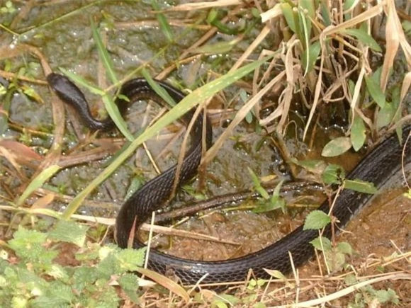  Rắn: Bất kể đó là loại rắn gì, có độc hay không. Không phải là rất nhát gan sao? Ngay cả khi nhìn thấy một con rắn bốn chân nhỏ, tôi cũng sợ và không dám bắt nó, vốn dĩ rắn bốn chân không độc. 