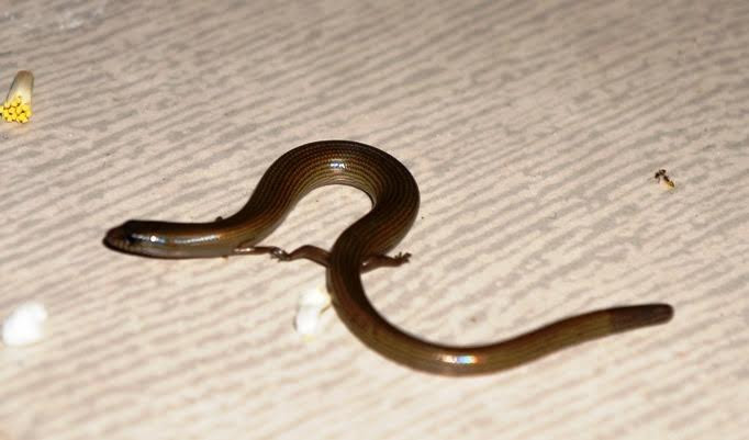  Có một nỗi sợ tự nhiên của rắn, bạn có sợ không? Mùa hè là thời điểm xuất hiện rắn độc, đặc biệt là những nơi ở nông thôn gần núi non, cây cối rậm rạp, ban đêm đi dạo nhất định phải đặc biệt chú ý. 