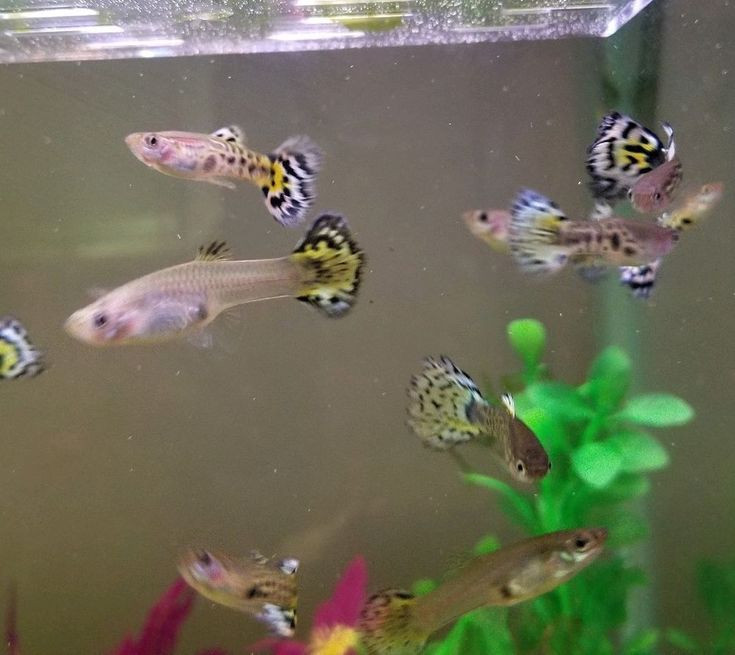  14. Dễ lai tạo. Cá bảy màu có thể lai tạo với các loài cá cùng họ như cá molly, tạo ra các thế hệ con lai độc đáo. Điều này làm tăng thêm sự đa dạng về màu sắc và hình dáng của chúng. Ảnh: Pinterest.