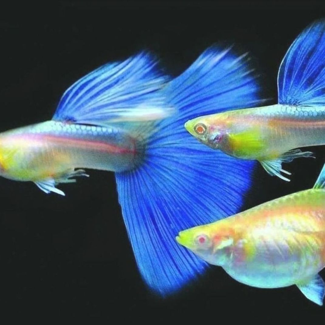  10. Dễ nuôi. Cá bảy màu rất dễ chăm sóc và thích nghi với nhiều loại môi trường nước, từ nước ngọt đến nước lợ. Điều này khiến chúng trở thành lựa chọn phổ biến cho người mới nuôi cá. Ảnh: Pinterest.