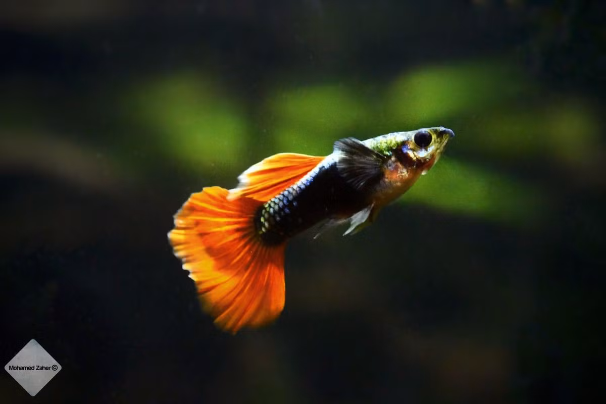  11. Thời gian sống ngắn. Cá bảy màu thường chỉ sống từ 1–2 năm, mặc dù trong điều kiện tốt, chúng có thể sống tới 3 năm. Ảnh: Pinterest.