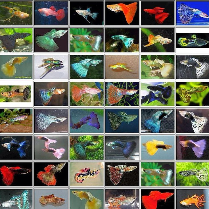  4. Đa dạng màu sắc. Cá bảy màu có hàng nghìn kiểu màu sắc khác nhau, là sự kết hợp của các màu xanh, đỏ, vàng, tím... Màu sắc của chúng phụ thuộc vào yếu tố di truyền và điều kiện môi trường. Ảnh: Pinterest.