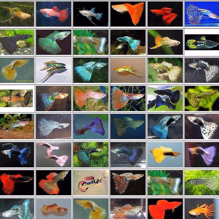  4. Đa dạng màu sắc. Cá bảy màu có hàng nghìn kiểu màu sắc khác nhau, là sự kết hợp của các màu xanh, đỏ, vàng, tím... Màu sắc của chúng phụ thuộc vào yếu tố di truyền và điều kiện môi trường. Ảnh: Pinterest.