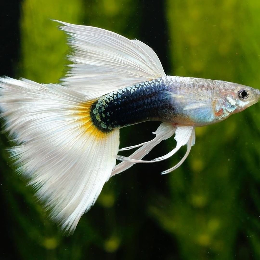  7. Khả năng sinh sản nhanh chóng. Cá bảy màu sinh sản rất nhanh và dễ dàng. Một con cái có thể đẻ từ 20–200 cá con trong một lứa, và thời gian mang thai chỉ khoảng 28–30 ngày. Ảnh: Pinterest.