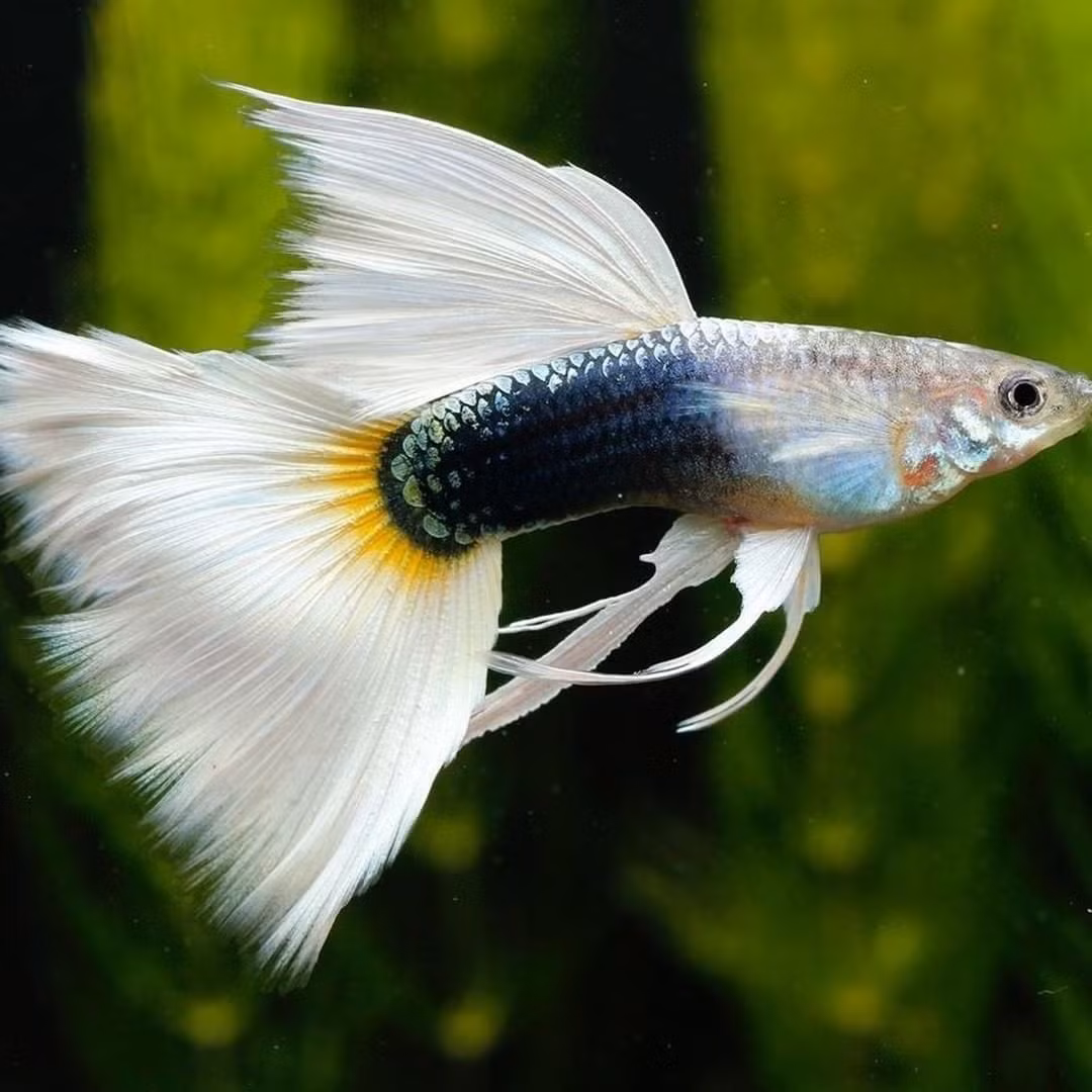  7. Khả năng sinh sản nhanh chóng. Cá bảy màu sinh sản rất nhanh và dễ dàng. Một con cái có thể đẻ từ 20–200 cá con trong một lứa, và thời gian mang thai chỉ khoảng 28–30 ngày. Ảnh: Pinterest.