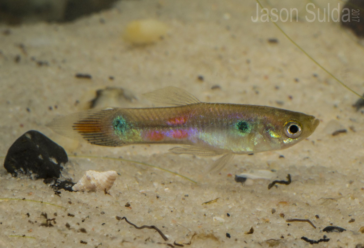  6. Cá bảy màu hoang dã ít màu sắc hơn. Trong tự nhiên, cá bảy màu thường có màu sắc nhạt hơn so với các giống cá bảy màu cảnh. Điều này giúp chúng ít thu hút sự chú ý của kẻ săn mồi. Ảnh: Pinterest.