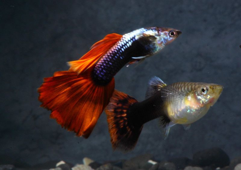  5. Cá đực và cá cái rất khác nhau. Cá đực nhỏ hơn, màu sắc rực rỡ hơn, và có vây đuôi dài hơn cá cái. Cá cái có màu nhạt hơn, với cơ thể lớn và bụng tròn hơn. Ảnh: Pinterest.