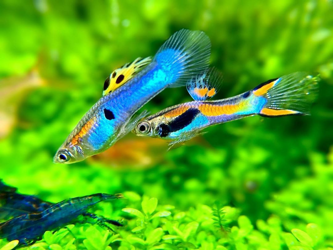  9. Hành vi giao phối phức tạp. Cá đực có những màn "tán tỉnh" cá cái bằng cách rung động cơ thể và khoe màu sắc rực rỡ để thu hút bạn tình. Ảnh: Pinterest.