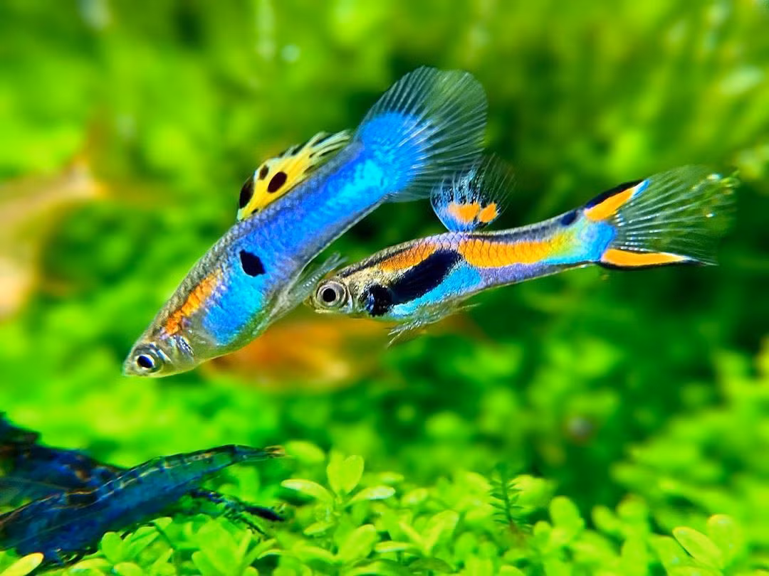  9. Hành vi giao phối phức tạp. Cá đực có những màn "tán tỉnh" cá cái bằng cách rung động cơ thể và khoe màu sắc rực rỡ để thu hút bạn tình. Ảnh: Pinterest.