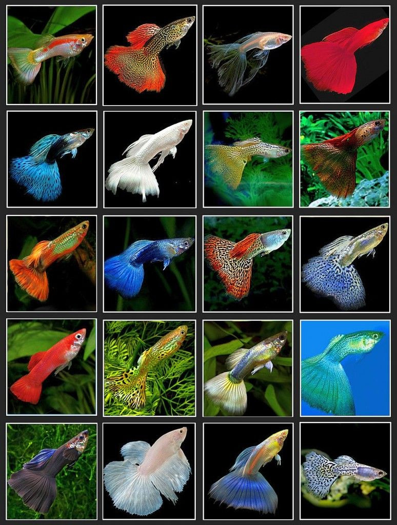  2. Tên gọi đặc biệt. Tên "cá bảy màu" bắt nguồn từ sự đa dạng về màu sắc của chúng. Tên khoa học của chúng, Poecilia reticulata, cũng mang nghĩa "màu sắc đa dạng". Ảnh: Pinterest.