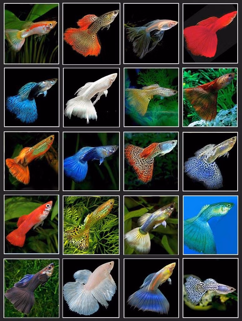  2. Tên gọi đặc biệt. Tên "cá bảy màu" bắt nguồn từ sự đa dạng về màu sắc của chúng. Tên khoa học của chúng, Poecilia reticulata, cũng mang nghĩa "màu sắc đa dạng". Ảnh: Pinterest.