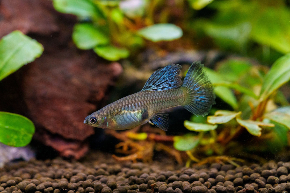  8. Là loài cá đẻ con. Khác với nhiều loài cá khác, cá bảy màu đẻ con thay vì đẻ trứng. Cá con phát triển hoàn toàn trong bụng mẹ trước khi sinh ra – gọi là hình thức noãn thai sinh. Ảnh: Pinterest.