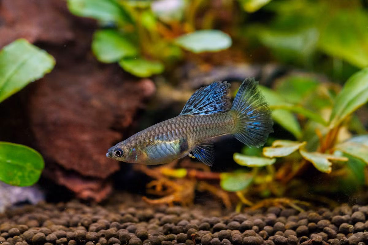  8. Là loài cá đẻ con. Khác với nhiều loài cá khác, cá bảy màu đẻ con thay vì đẻ trứng. Cá con phát triển hoàn toàn trong bụng mẹ trước khi sinh ra – gọi là hình thức noãn thai sinh. Ảnh: Pinterest.