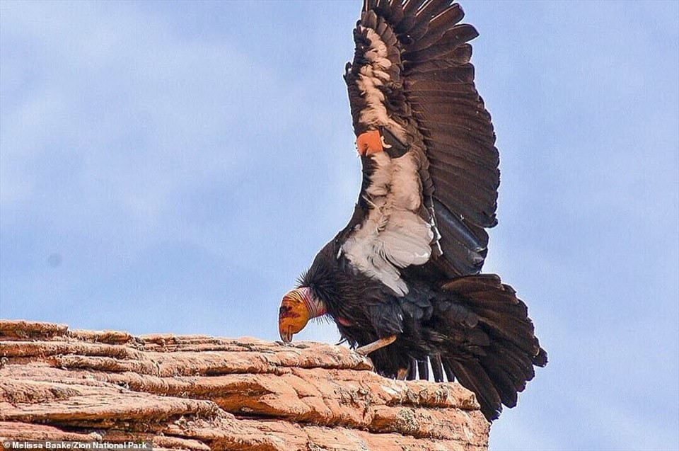  Số lượng chim cũng mở rộng ở các khu vực tại bang Utah, Arizona và Baja California ở Mexico. Các chuyên gia ước tính số lượng thần ưng hoang dã vào khoảng hơn 300 con.