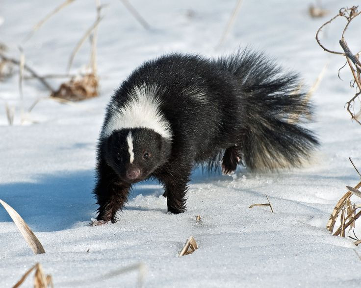  9. Không ngủ đông hoàn toàn: Dù sống ở những nơi có mùa đông lạnh, chồn hôi không ngủ đông hoàn toàn mà chỉ giảm hoạt động và trú trong hang. Ảnh: Pinterest.