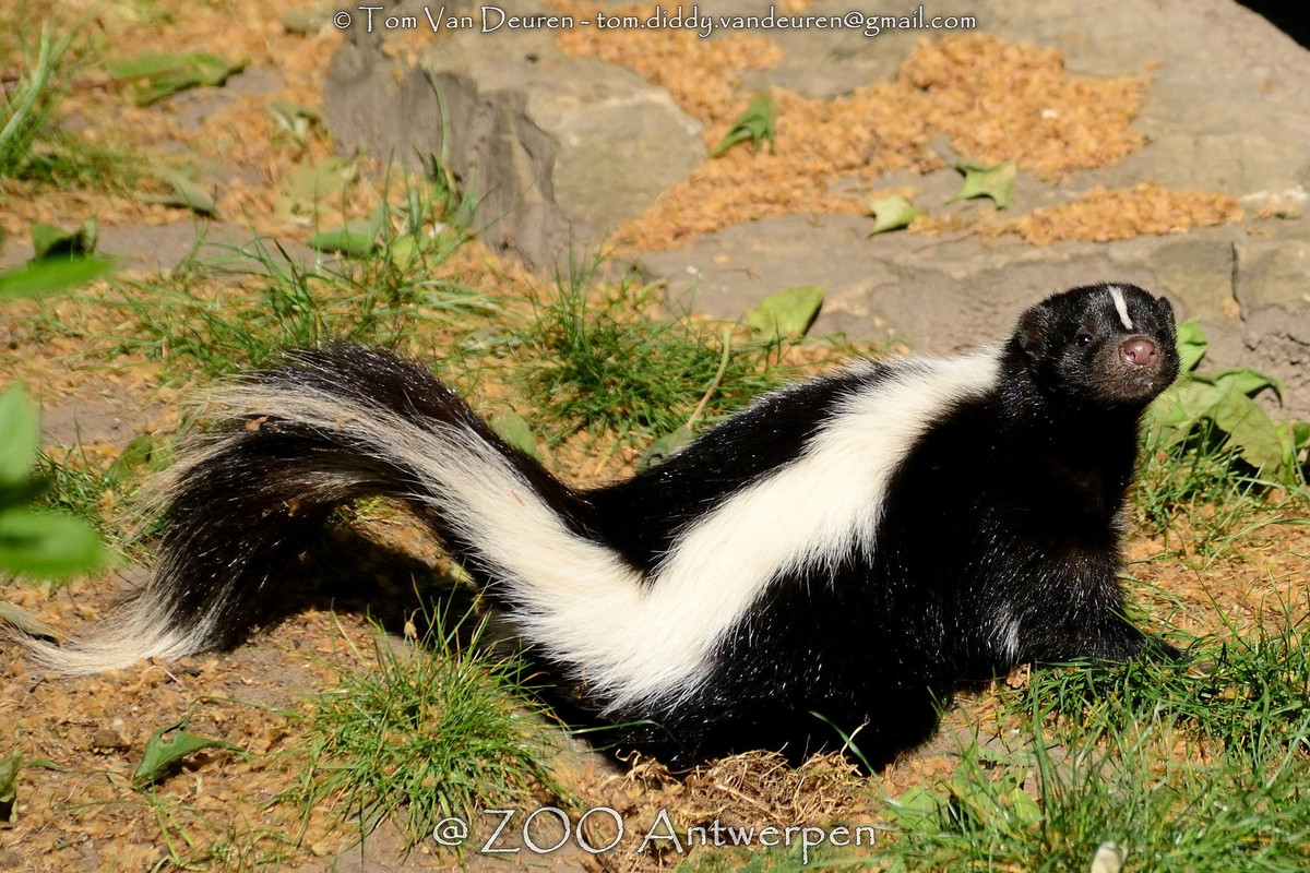  11. Chu kỳ sinh sản: Mùa giao phối của chồn hôi thường diễn ra vào cuối đông, và con cái sinh từ 2–10 con non sau thời gian mang thai khoảng 60–77 ngày. Ảnh: Pinterest.