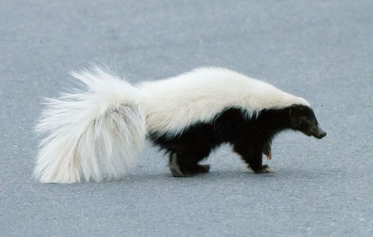  5. Độ chính xác cao: Chúng có thể phun chất lỏng hôi từ tuyến mùi với độ chính xác cao, lên đến 3 mét, khiến kẻ thù khó tránh được. Ảnh: Pinterest.