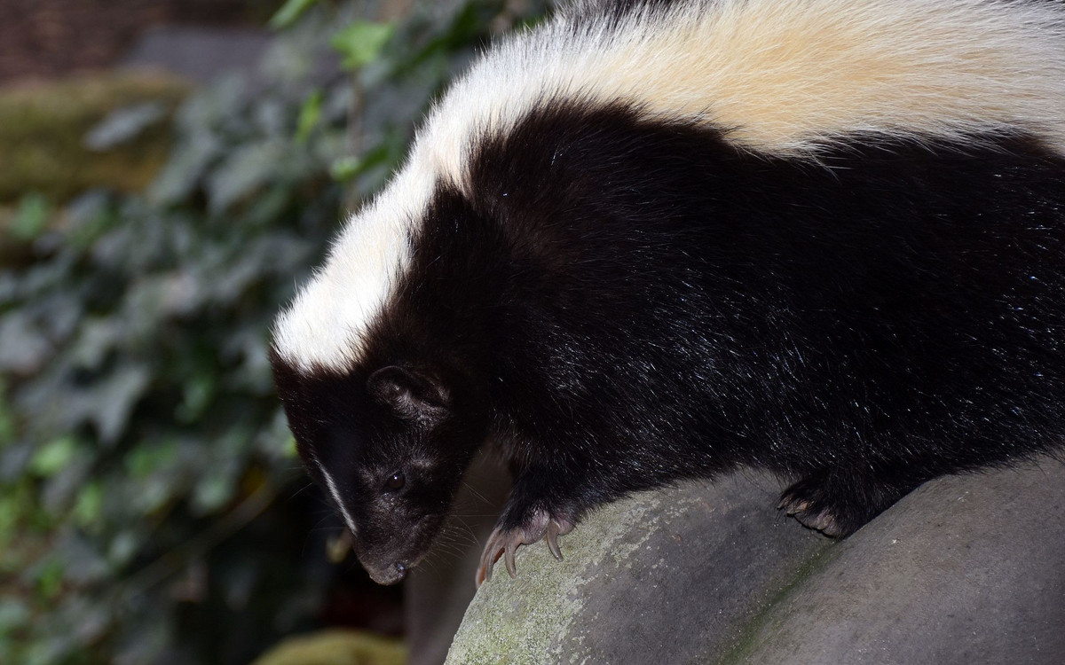  1. Kích thước nhỏ bé: Chồn hôi là loài động vật có kích thước nhỏ, chỉ dài từ 40–94 cm (bao gồm cả đuôi) và nặng từ 1–6 kg. Ảnh: Pinterest.