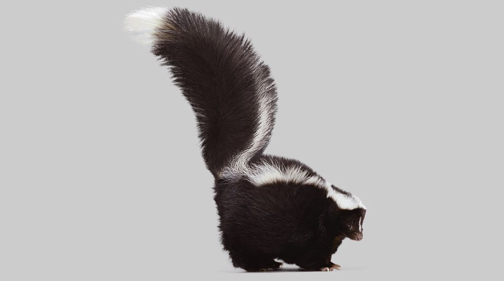  7. Tín hiệu cảnh báo: Trước khi phun, chồn hôi thường đưa ra các dấu hiệu cảnh báo, như gầm gừ, giậm chân, dựng lông đuôi, hoặc quay lưng lại phía kẻ thù. Ảnh: Pinterest.