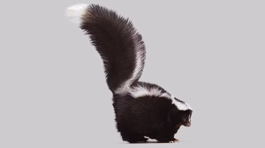  7. Tín hiệu cảnh báo: Trước khi phun, chồn hôi thường đưa ra các dấu hiệu cảnh báo, như gầm gừ, giậm chân, dựng lông đuôi, hoặc quay lưng lại phía kẻ thù. Ảnh: Pinterest.