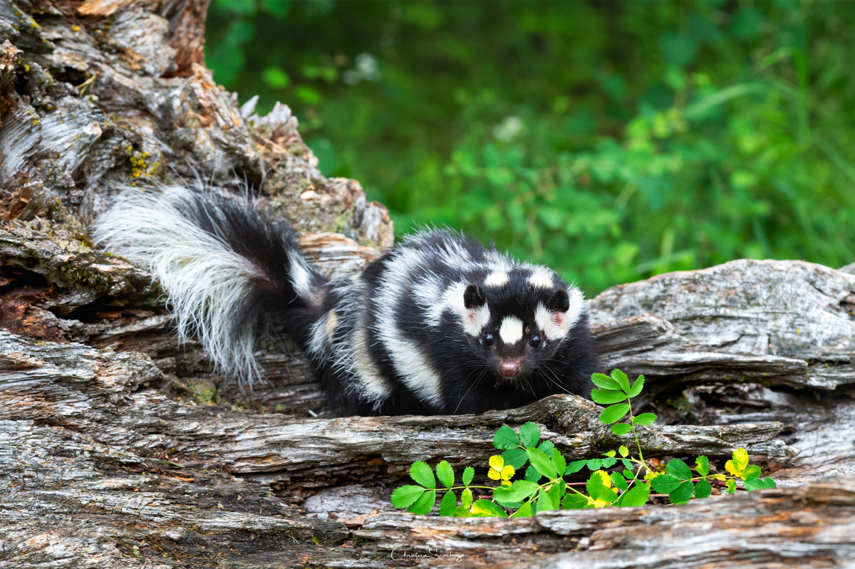  13. Là con mồi của chim ăn thịt: Dù khả năng phòng vệ hiệu quả, chồn hôi vẫn có kẻ thù tự nhiên như cú lớn, đặc biệt là cú đại bàng, vì chúng không bị ảnh hưởng bởi mùi hôi của chồn. Ảnh: Pinterest.