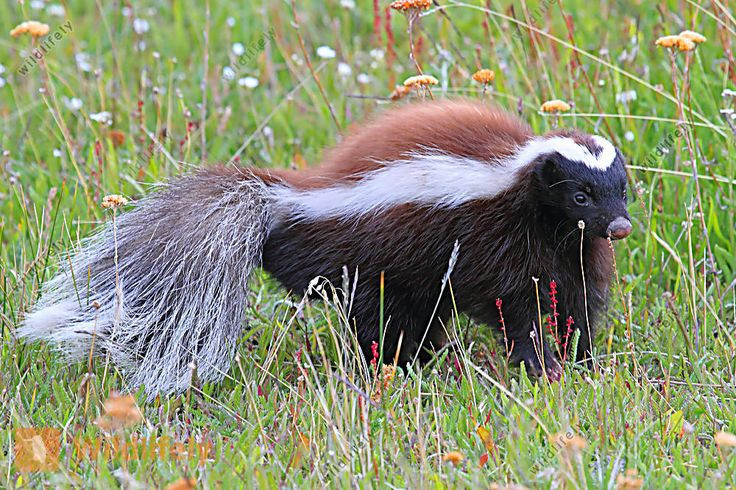  4. "Vũ khí bí mật": Chồn hôi được biết đến với khả năng phun ra chất lỏng có mùi hôi cực kỳ khó chịu từ tuyến mùi ở gần hậu môn để tự vệ khi bị đe dọa. Ảnh: Pinterest.