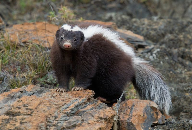  12. Thính giác và khứu giác tốt: Chồn hôi có khứu giác và thính giác rất nhạy, nhưng thị lực của chúng lại khá kém, chỉ nhìn rõ trong khoảng vài mét. Ảnh: Pinterest.