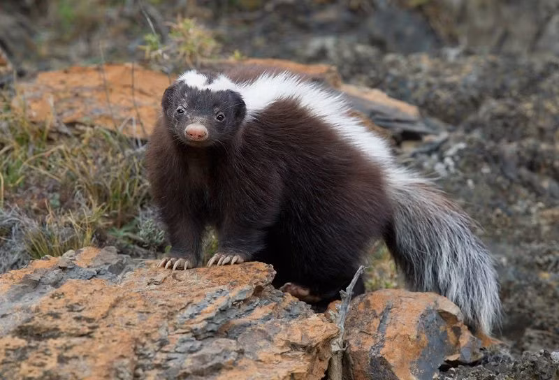  12. Thính giác và khứu giác tốt: Chồn hôi có khứu giác và thính giác rất nhạy, nhưng thị lực của chúng lại khá kém, chỉ nhìn rõ trong khoảng vài mét. Ảnh: Pinterest.