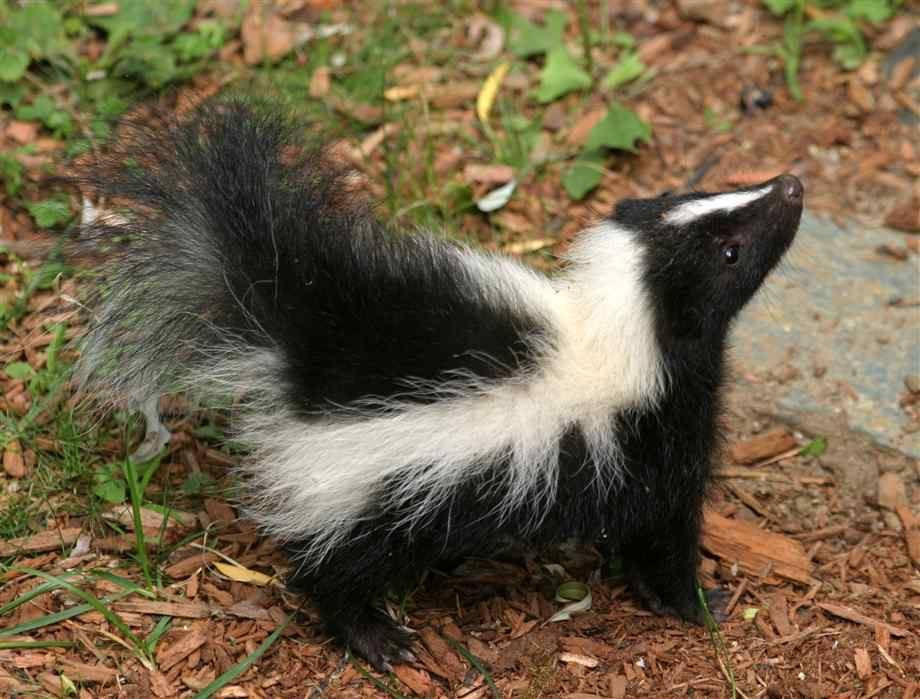  6. Hương thơm "đáng sợ": Chất lỏng của chồn hôi là một hợp chất gây mùi cực kỳ mạnh, với thành phần là các hợp chất hữu cơ chứa nhóm sulfhydryl. Mùi hôi này có thể tồn tại đến vài ngày và rất khó loại bỏ. Ảnh: Pinterest.