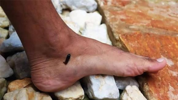  Đỉa: Nhắc đến đỉa, bạn có nghĩ đến cảnh bị nó cắn không? Nhất là đến vụ cấy lúa, gặt lúa phải ra đồng giúp bố mẹ, dưới ruộng có những con đỉa khủng khiếp, đỉa bám vào người, chúng ngửi thấy mùi, chạy qua bò lên chân người tìm chỗ yếu để cắn, và một khi cắn vào da, nó sẽ hút máu người một cách tuyệt vọng. 