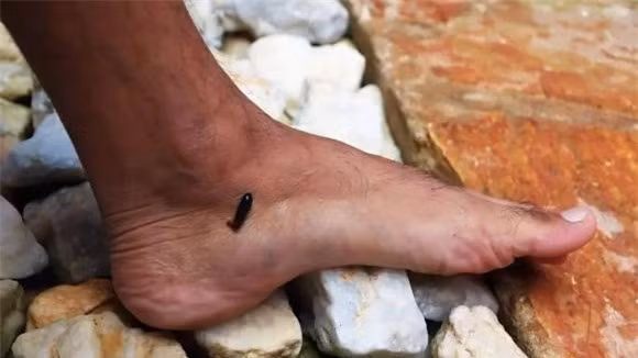  Đỉa: Nhắc đến đỉa, bạn có nghĩ đến cảnh bị nó cắn không? Nhất là đến vụ cấy lúa, gặt lúa phải ra đồng giúp bố mẹ, dưới ruộng có những con đỉa khủng khiếp, đỉa bám vào người, chúng ngửi thấy mùi, chạy qua bò lên chân người tìm chỗ yếu để cắn, và một khi cắn vào da, nó sẽ hút máu người một cách tuyệt vọng. 