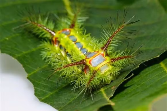  Sâu xanh: Sâu xanh viền nâu, con nhỏ này quậy quá, nó ẩn mình trên lá một số cây và ăn lá, nhiều khi không để ý còn bị chích và ngứa. Nếu chẳng may bị sâu xanh cắn, bạn hãy nhanh chóng dùng băng dính dán vào chỗ bị thương để làm sạch những sợi lông mảnh đã đâm vào da, đây là cách trực tiếp nhất. Sau đó phủ lên khu vực bị ảnh hưởng bằng nước xà phòng đặc. Có thể lặp lại một lần. Thông thường khoảng hơn mười phút sẽ đỡ. 