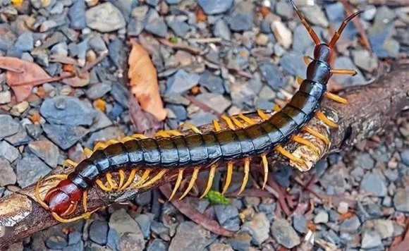  Con rết: Rết thích sinh trưởng ở một số nơi tối tăm ẩm thấp, cũng là một loại động vật nhỏ rất độc, ngay cả gà cũng sợ, nhìn thấy cũng không dám mổ. Nó thích ra ngoài vào ban đêm và nghỉ ngơi vào ban ngày.